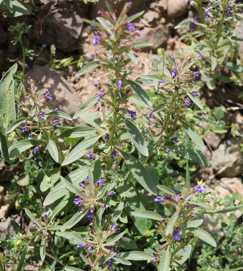 Изображение особи Dracocephalum thymiflorum.