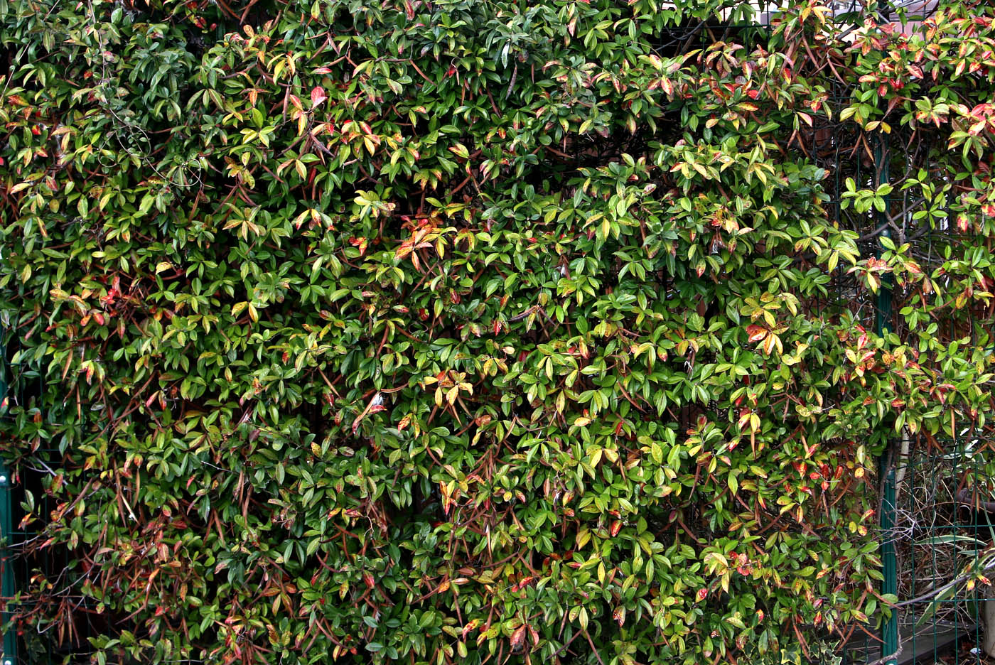 Image of Trachelospermum jasminoides specimen.