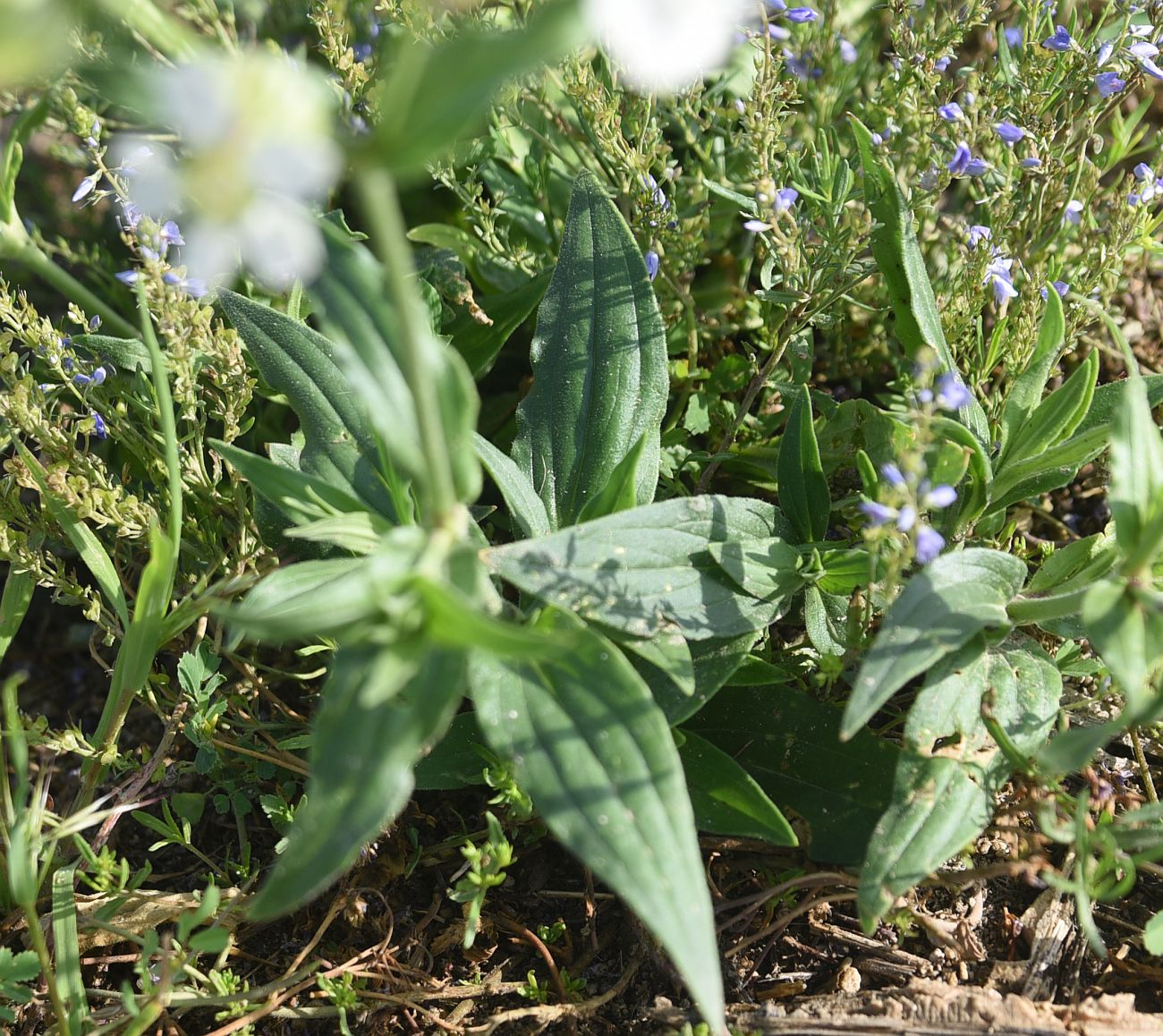 Изображение особи род Silene.