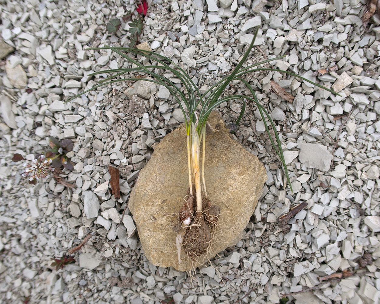 Image of Crocus reticulatus specimen.