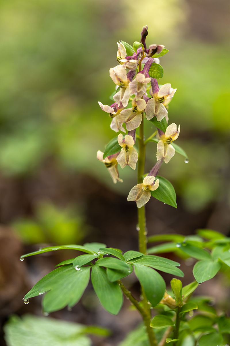 Изображение особи Corydalis roseo-purpurea.