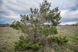 Pinus sylvestris. Взрослое дерево. Волгоградская обл., Камышинский р-н, природный парк \"Щербаковский\", степной склон. 11.04.2026.