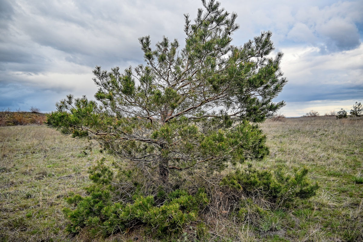 Изображение особи Pinus sylvestris.