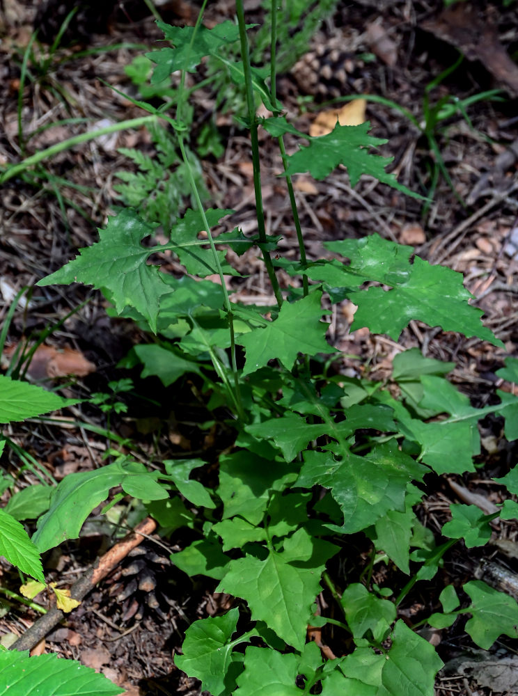 Изображение особи Mycelis muralis.