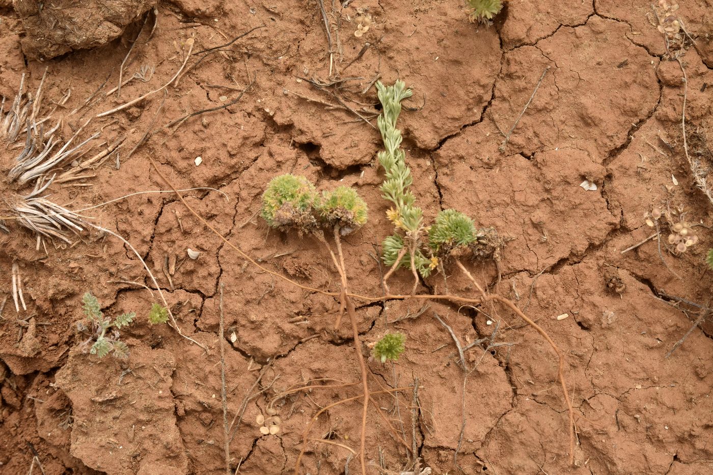 Image of Artemisia austriaca specimen.