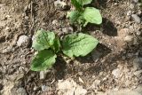 Смотреть изображение Plantago major