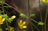 Saxifraga cymbalaria. Часть растения с плодом. Белгородская обл., пос. Ракитное, ул. Сосновая, 2, в культуре. 27 мая 2026 г.