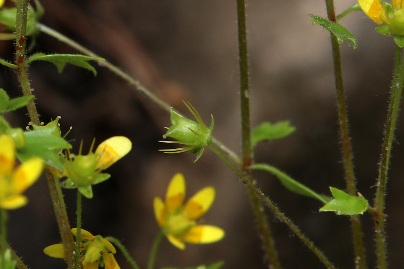 Image of Saxifraga cymbalaria specimen.