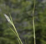 genus Polypogon