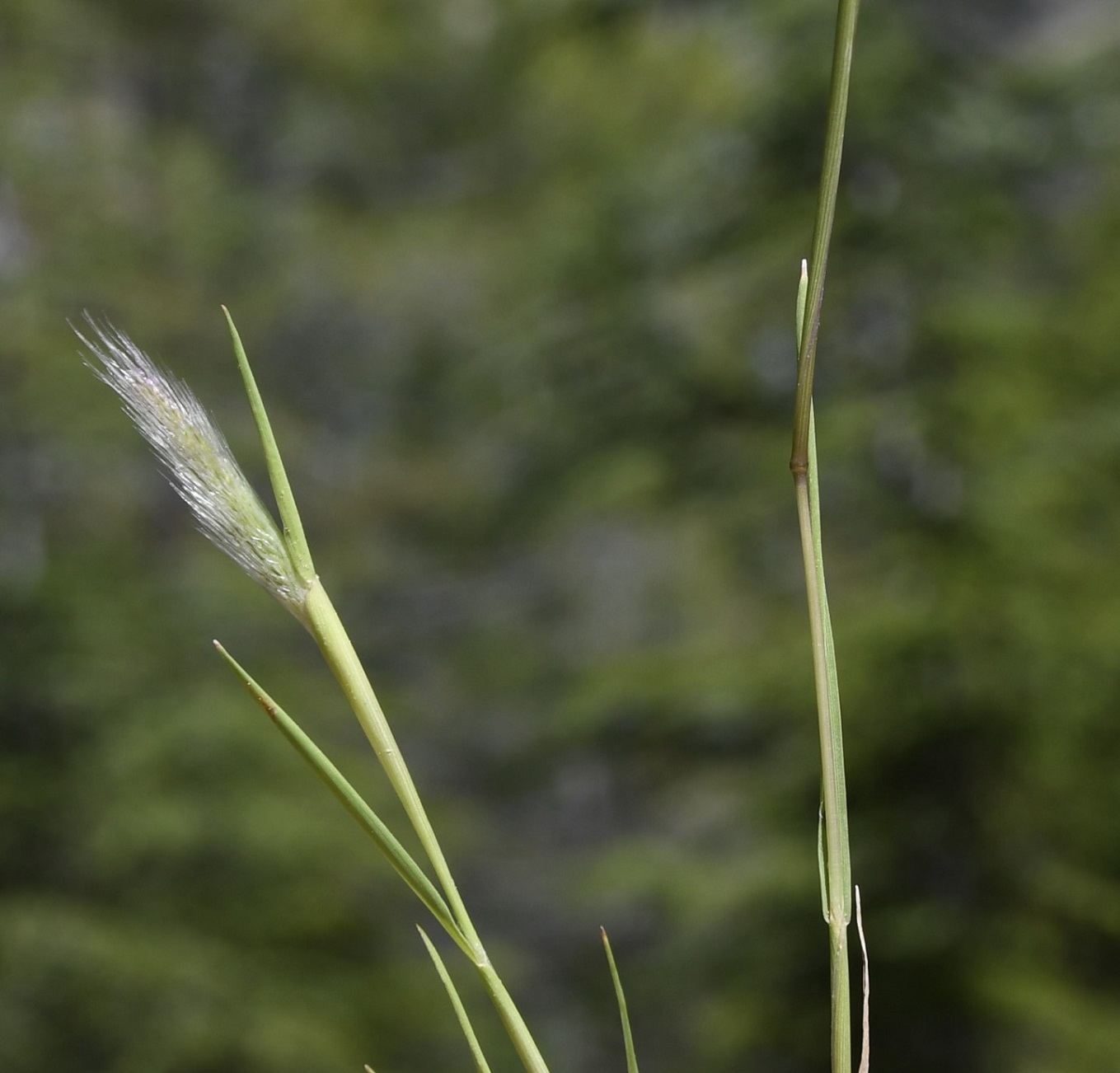 Image of genus Polypogon specimen.