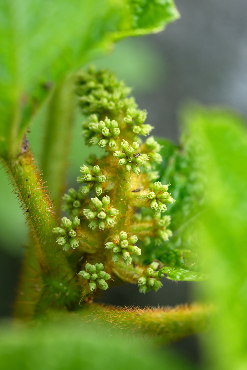 Image of Oplopanax elatus specimen.