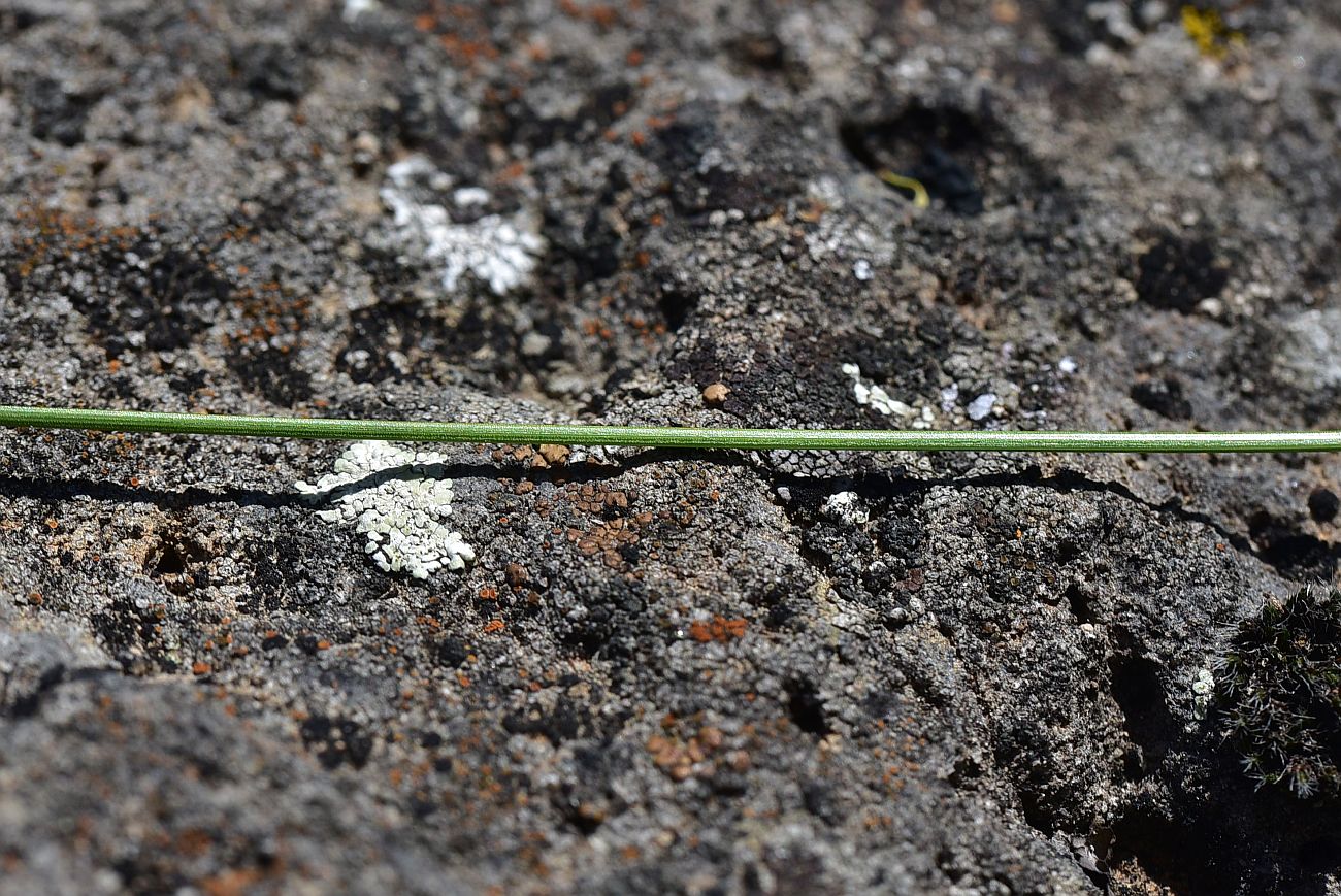 Image of genus Carex specimen.