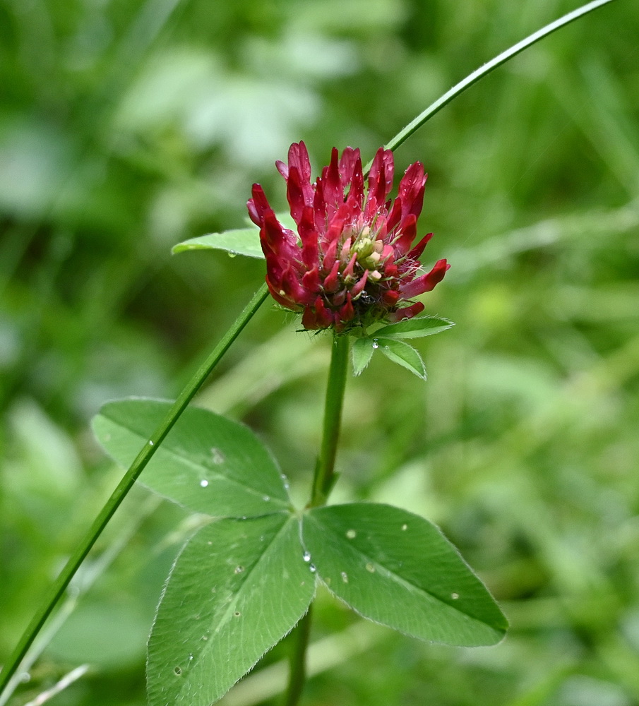 Изображение особи род Trifolium.