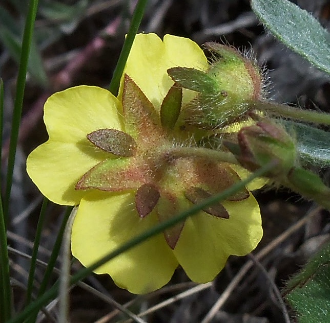 Изображение особи Potentilla humifusa.