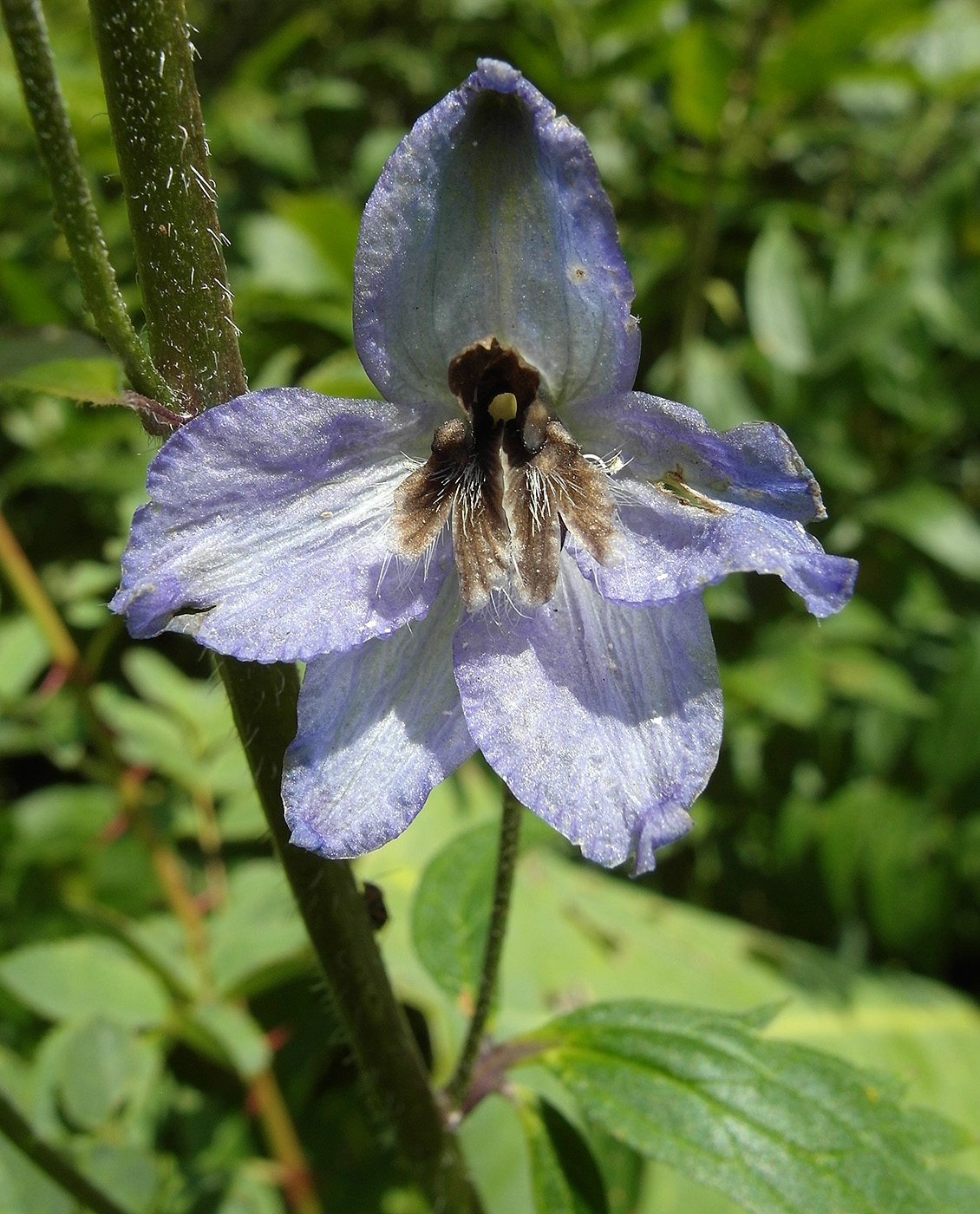 Image of Delphinium iliense specimen.