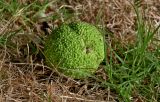 Maclura pomifera. Опавшее соплодие. Португалия, г. Лиссабон, в культуре. 10.08.2025.