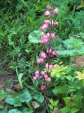Heuchera × brizoides. Соцветие. Ульяновск, Заволжский р-н, заброшенный цветник у забора частного дома. 26.08.2026.