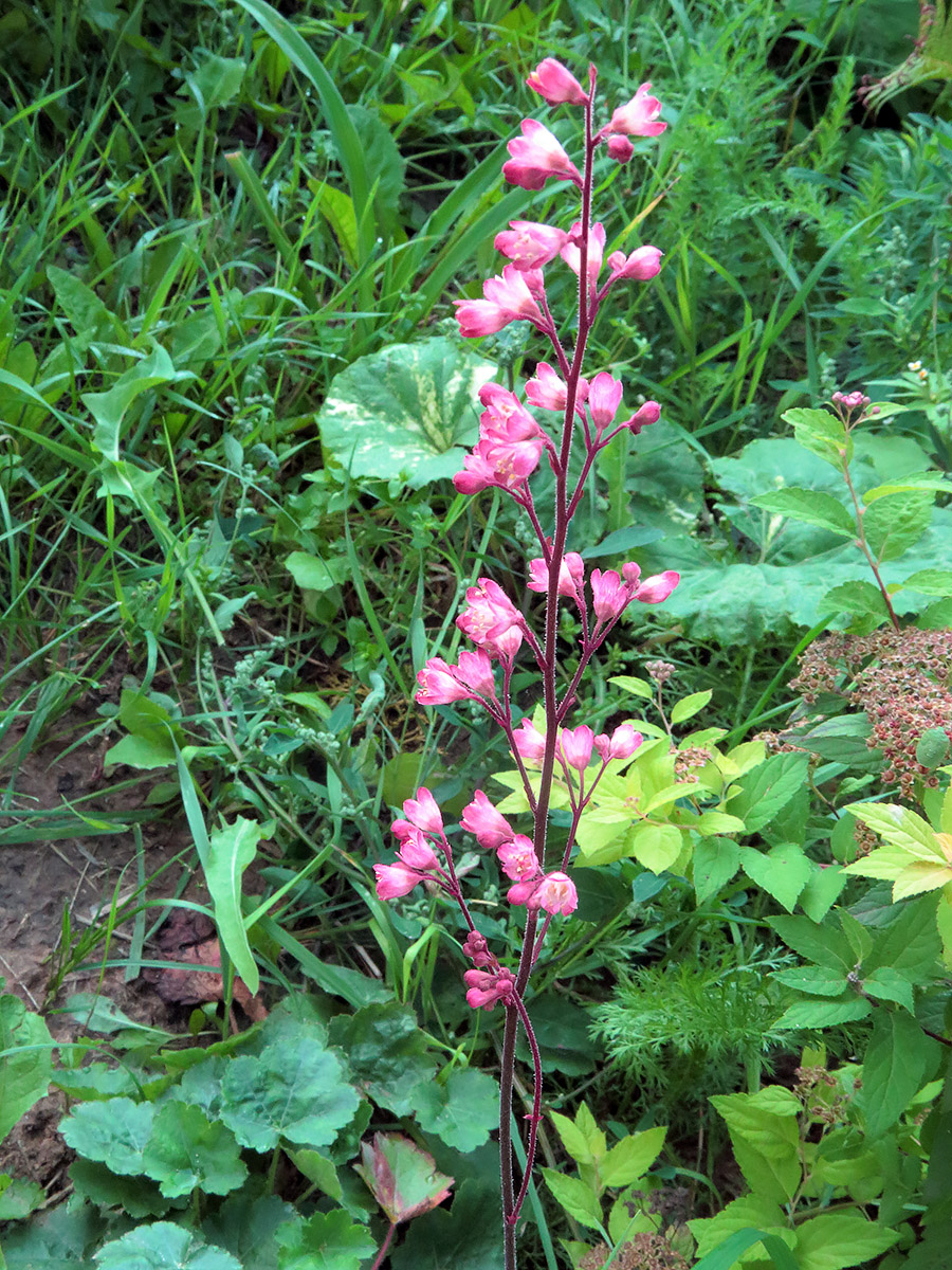 Image of Heuchera × brizoides specimen.