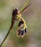 Scirpus maximowiczii