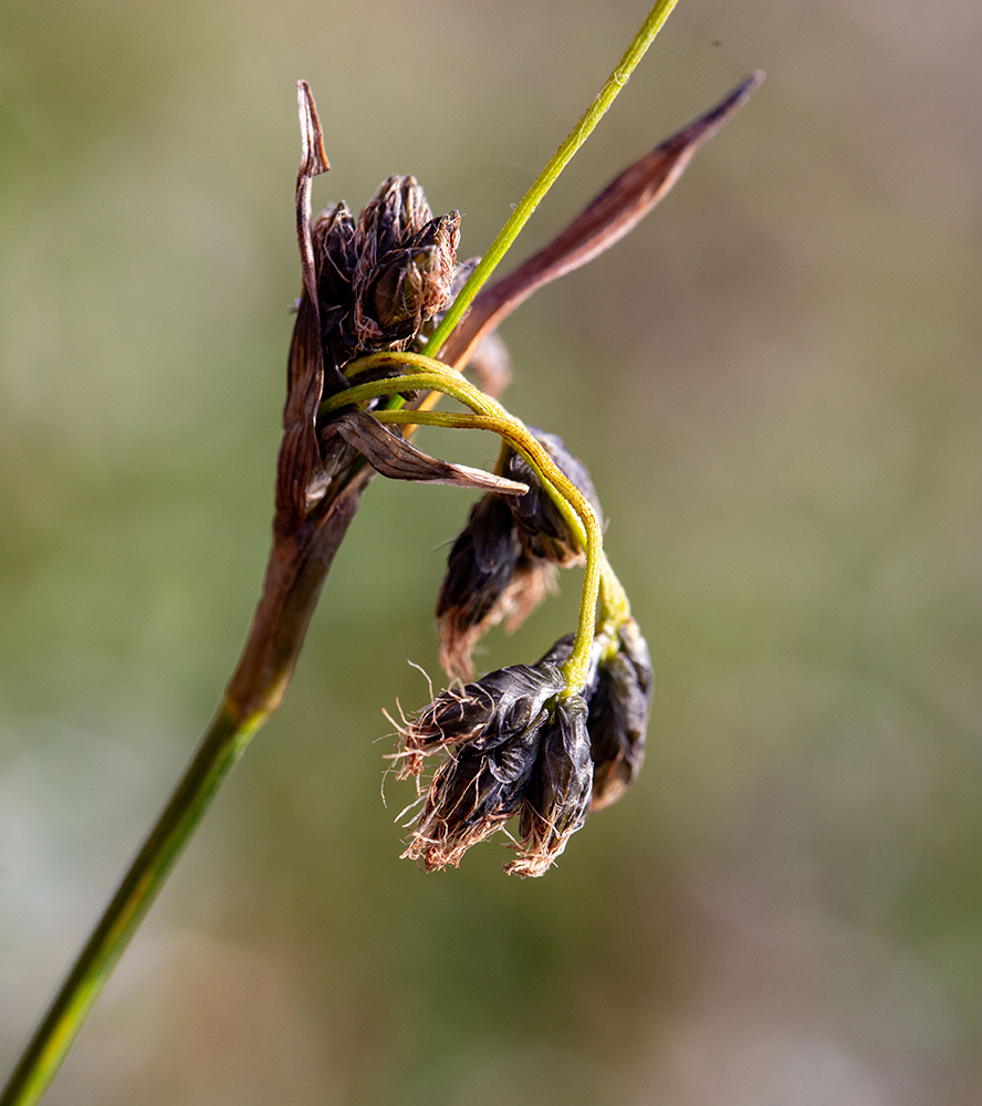 Image of Scirpus maximowiczii specimen.