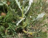 genus Cirsium