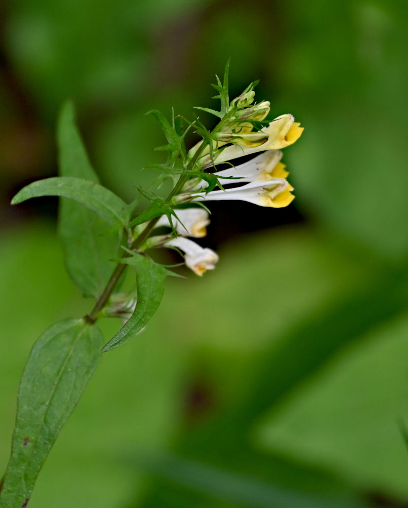 Изображение особи Melampyrum pratense.