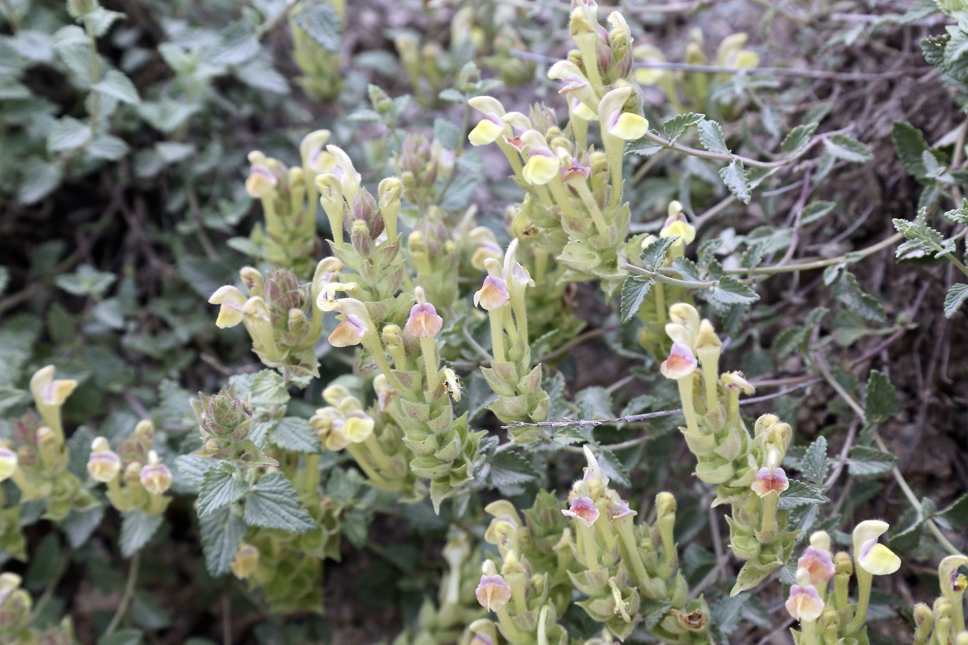 Image of Scutellaria adenostegia specimen.
