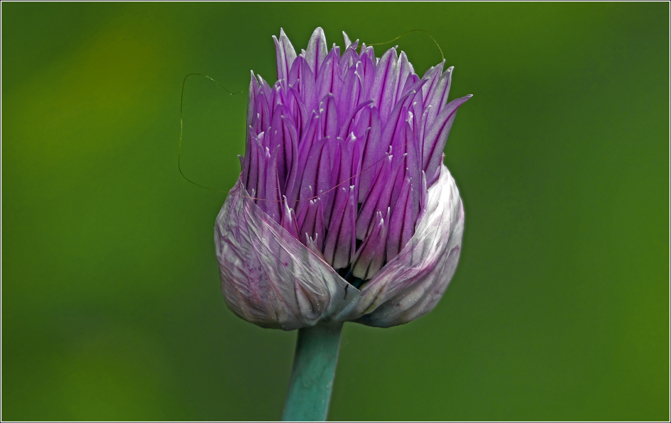 Изображение особи Allium schoenoprasum.