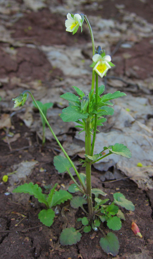Image of Viola arvensis specimen.