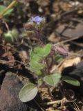 Veronica triloba