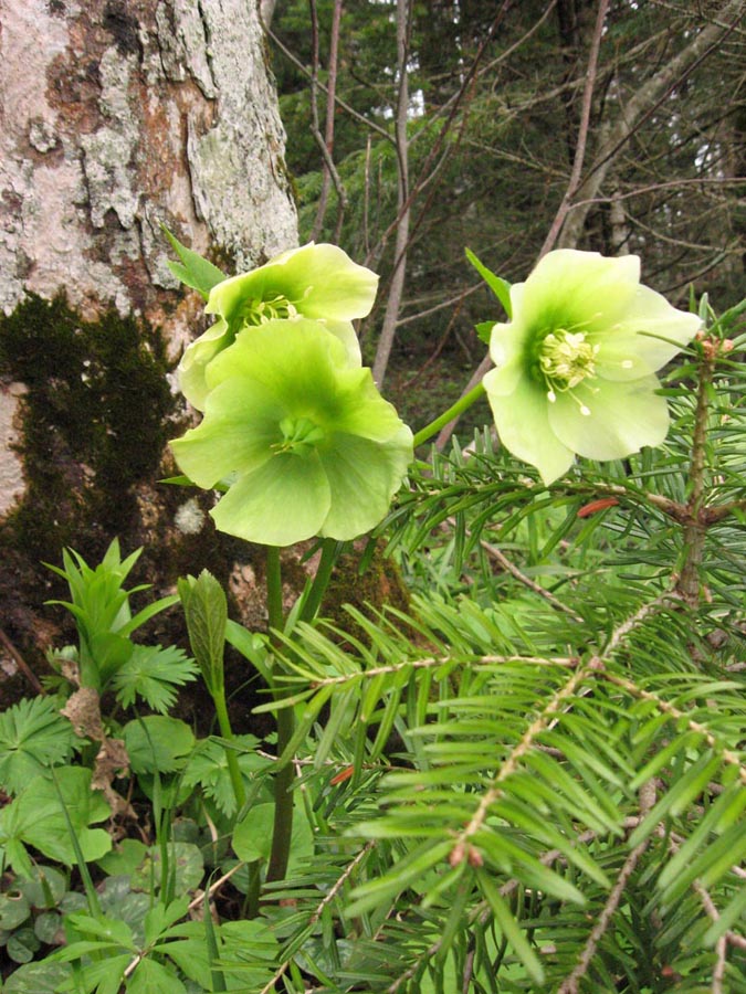 Image of Helleborus caucasicus specimen.