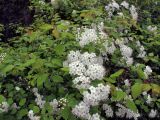 Spiraea chamaedryfolia. Ветви с соцветиями. Владивосток, ботанический сад-институт ДВО РАН. 4 июня 2011 г.