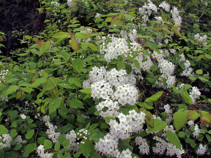 Image of Spiraea chamaedryfolia specimen.