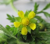 Potentilla supina подвид paradoxa. Цветок. Новосибирская обл., Карасукский р-н, с. Благодатное. 10.06.2011.