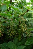 Berberis vulgaris