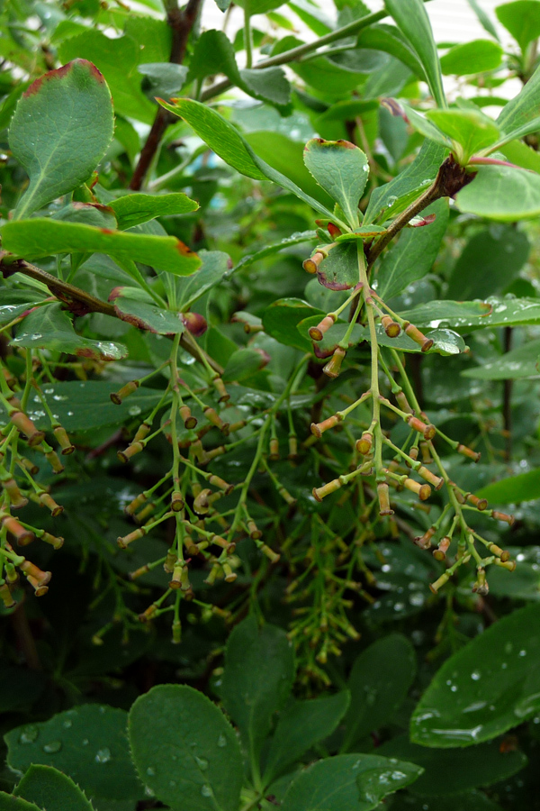 Image of Berberis vulgaris specimen.