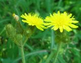 Sonchus palustris