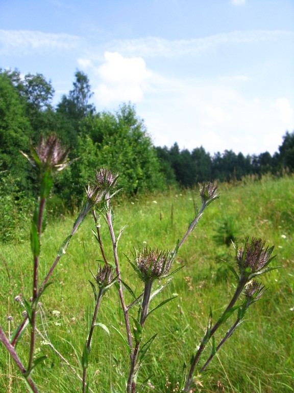 Изображение особи Carlina fennica.