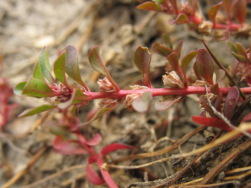 Image of Peplis portula specimen.