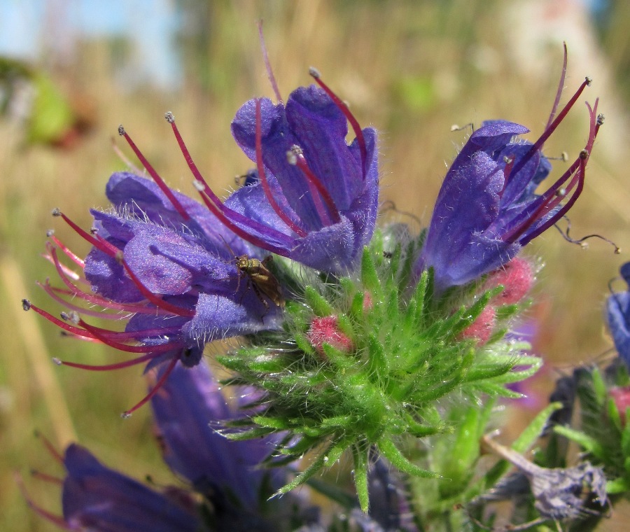 Изображение особи Echium vulgare.