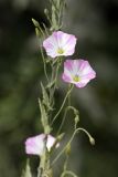 Convolvulus arvensis