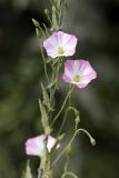 Convolvulus arvensis. Побег с цветками и бутонами. Южный Казахстан, хр. Боролдайтау, ущ. Кокбулак. 10.06.2008.