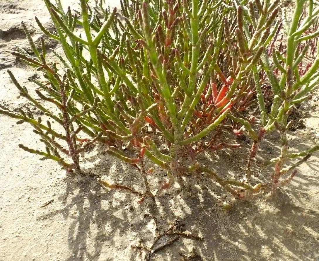 Image of Salicornia perennans specimen.