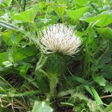 Cirsium rhizocephalum