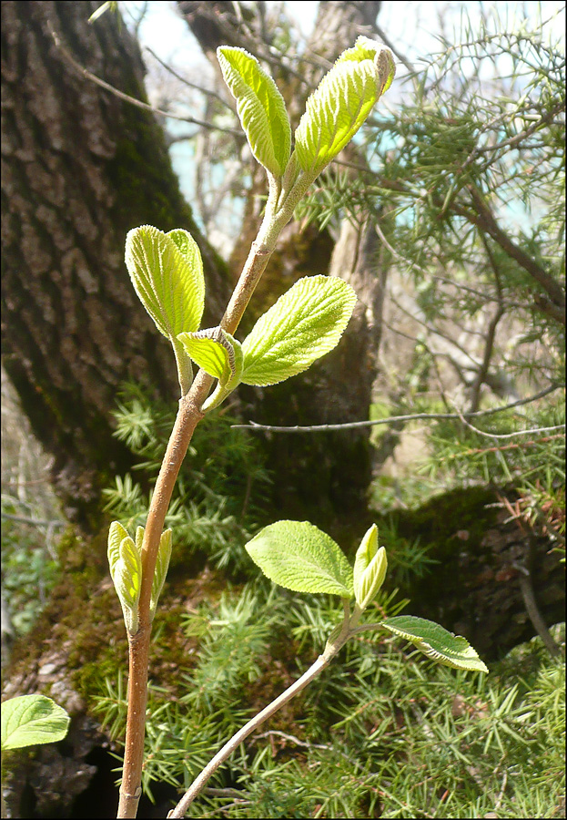 Image of Viburnum lantana specimen.