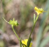 Ranunculus trachycarpus