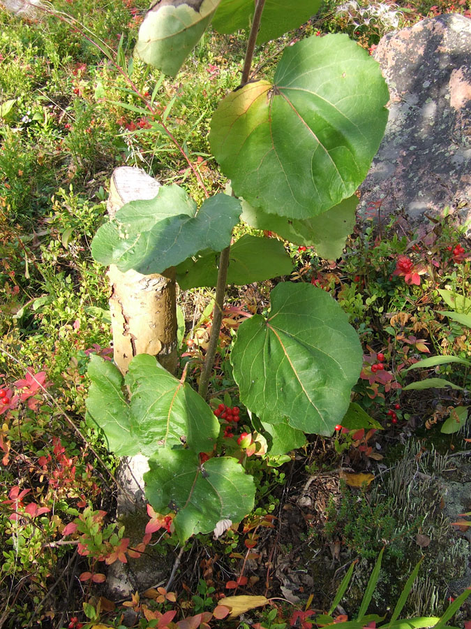 Image of Populus tremula specimen.