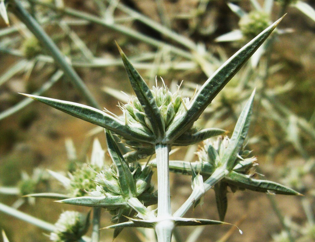 Image of Eryngium bungei specimen.