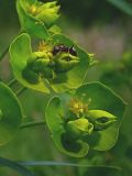 Euphorbia virgata. Соцветия - циатии.