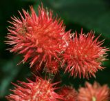 Ricinus communis